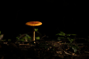 森の中で生えていたタマゴタケ