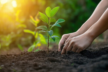 Close-Up of Hands Planting a Young Tree: Symbolizing Environmental Protection and Sustainability