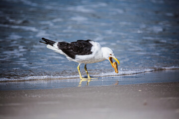 seagull on the beach