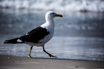 seagull on the beach