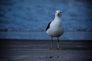 seagull on the beach