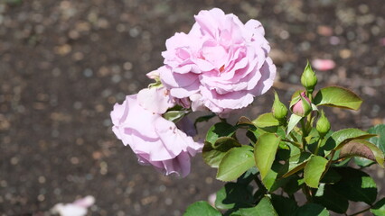 White flowers in garden