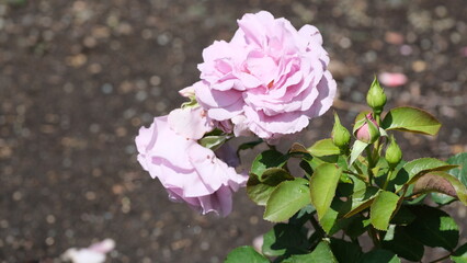 White flowers in garden