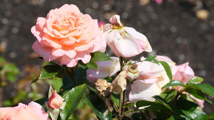 Flowers in garden