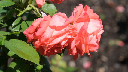 flower, garden, green, pinnkkk, sprinnng, plants, roses