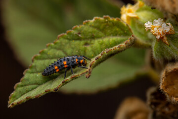 Ladybug Larva on Green Leaf – Macro Nature Photography