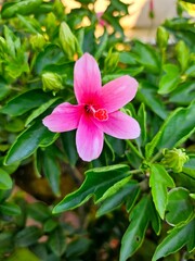 Pink Flower