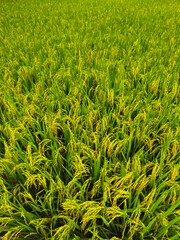 Close up of almost yellow paddy in a large rice field in a beautiful village. background of rice fields with fertile rice. Raw rice plant stalk with ears, organic farming concept.