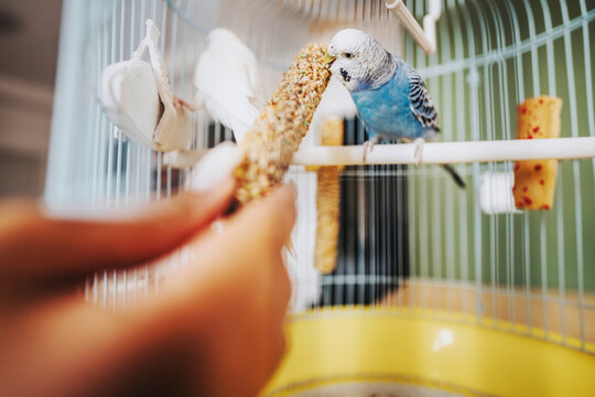 A vibrant parakeet in a birdcage feeds on a treat, showcasing interaction between pet and human in a home setting.