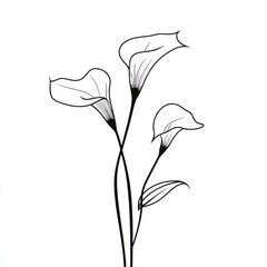 Line art drawing of three calla lilies.