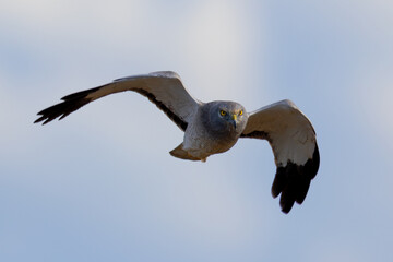 Extremely close view of a male Northern harrier flying in beautiful light, seen in the wild in North California