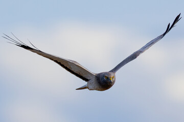 Extremely close view of a male Northern harrier flying in beautiful light, seen in the wild in North California