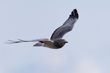 Extremely close view of a male Northern harrier flying in beautiful light, seen in the wild in North California