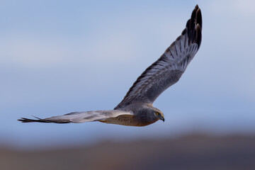 Extremely close view of a male Northern harrier flying in beautiful light, seen in the wild in North California