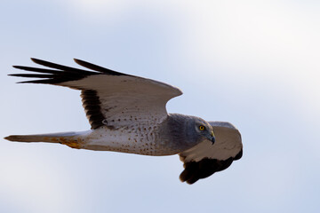 Extremely close view of a male Northern harrier flying in beautiful light, seen in the wild in North California