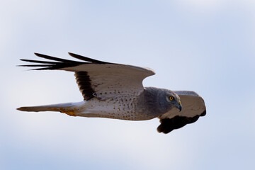 Extremely close view of a male Northern harrier flying in beautiful light, seen in the wild in North California