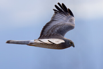 Extremely close view of a male Northern harrier flying in beautiful light, seen in the wild in North California