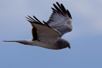 Extremely close view of a male Northern harrier flying in beautiful light, seen in the wild in North California