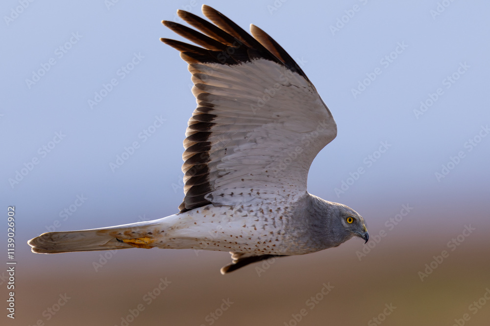 Wall mural Extremely close view of a male Northern harrier flying in beautiful light, seen in the wild in North California