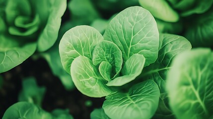 Obraz premium Close-up View of Fresh Leafy Greens Growing in Hydroponic Farm, Showcasing Vibrant Green Colors and Lush Leaf Texture Under Ideal Growth Conditions