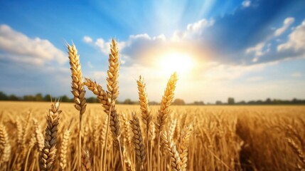 Fototapeta premium Golden Wheat Fields Under a Bright Sunrise Rural Landscape Nature Photography Vibrant Sky Agricultural Serenity