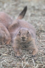 こちらを見るプレーリードッグ