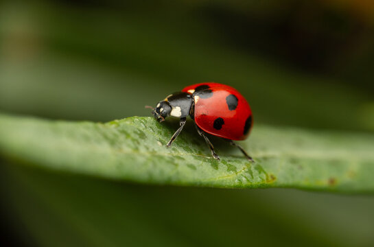 Ladybug on a milkweed leaf - macro photography
