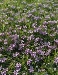 Obraz premium Petals of lilac flowers scattered across the soft grass , serene, petals, blossoms