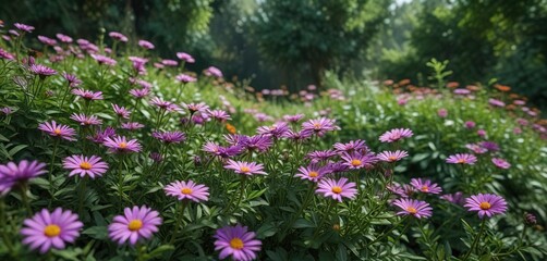 Fototapeta premium Vibrant aster flowers amidst lush green foliage, flowering plants, bloom
