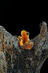 Golden dwarf tree frog (philautus vittiger) on dry leaf with black background