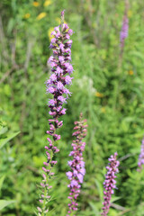 Prairie blazingstar closeup with others in the background at Somme Prairie Grove in Northbrook, Illinois
