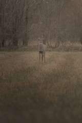 Deer in the early morning 
