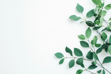 Obraz premium Green leaves on white background: a simple nature scene