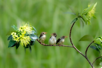 Cute baby birds on tree branch with blur background © Nya