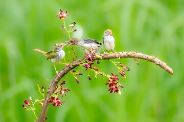 A mother bird is feeding her children on a tree branch