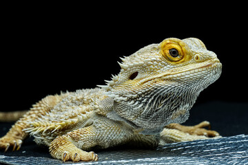 Close up of a Bearded Dragon on black background