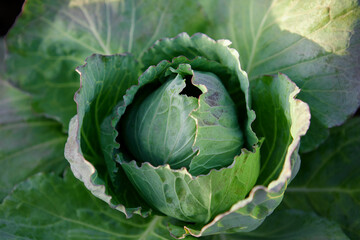 Head of cabbage on the field