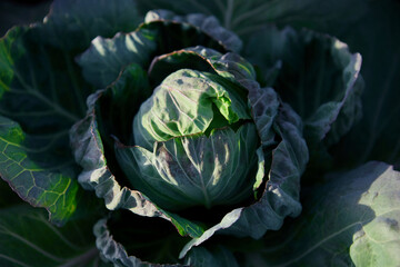 Obraz premium Head of cabbage on the field