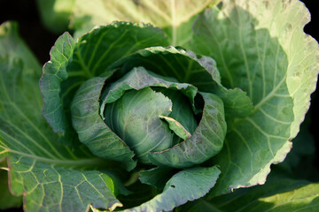 Obraz premium Head of cabbage on the field