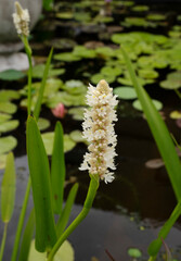 Marsh plants. Closeup view of Pontederia cordata Alba, also known as white pickerel weed, white beautiful flowers blooming in the water garden