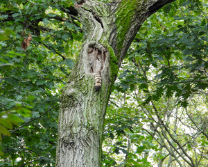 Raccoon (Procyon lotor) Native North American Mammal