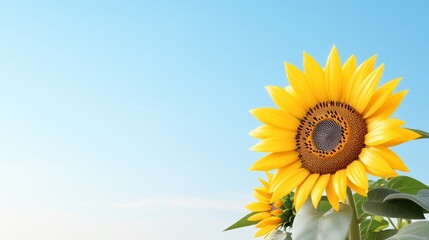 Obraz premium Bright sunflower against a clear blue sky, symbolizing joy.
