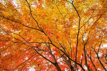 高崎山の紅葉