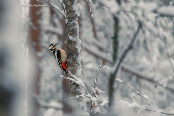 Birds in the winter forest