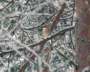 Birds in the winter forest