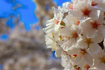 満開の桜