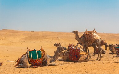 Egyptian Pyramids, Giza, El Cairo, Egypt