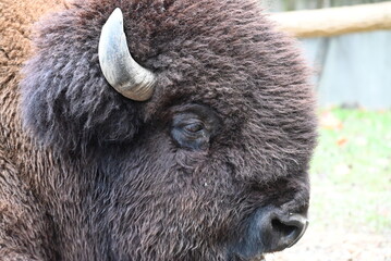 Fototapeta premium アメリカバイソンのアップ