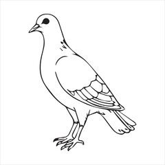  Pigeon silhouette line art illustration.
