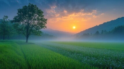 Obraz premium Foggy sunrise over grassy field, single tree in foreground, mountains in background.